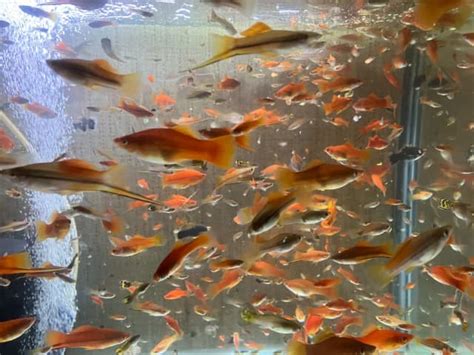 wicked aquariums lawnton|aquarium fish online australia.